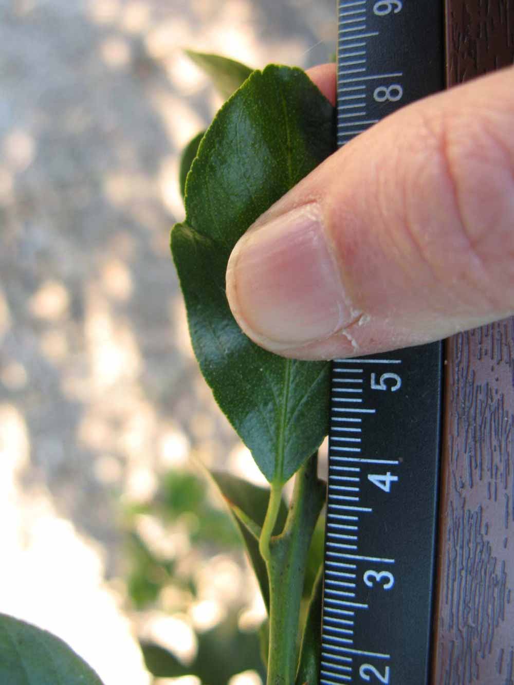              Unifoliolate leaf (Winter Haven, FL)       